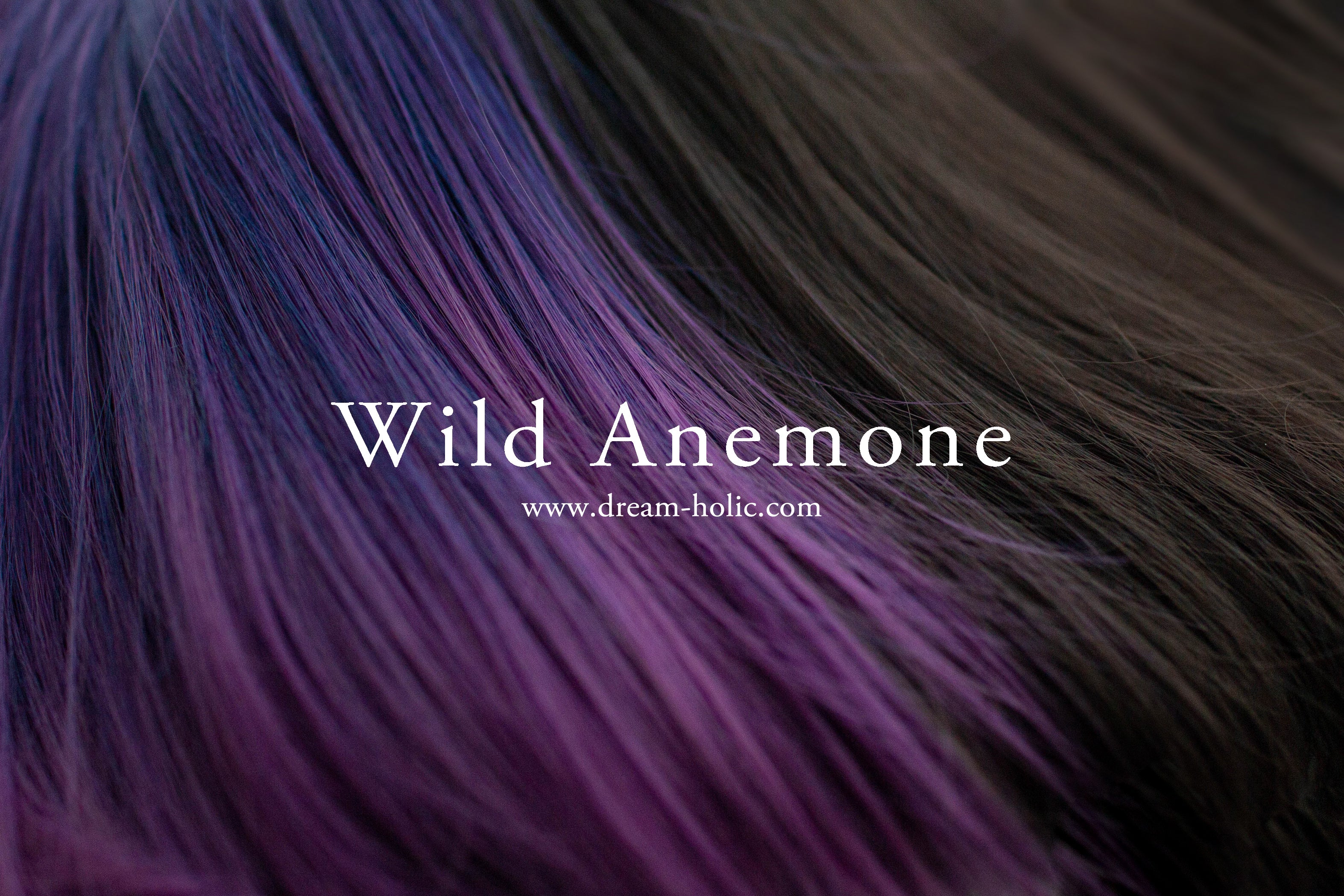 Wild Anemone